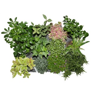 초록식물 15개세트